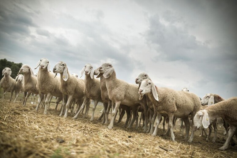 Gas serra -20% in 10 anni con moderna pastorizia - RIPRODUZIONE RISERVATA