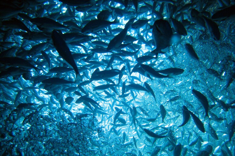 Acquacoltura e ricerca alleate per il pesce di allevamento - RIPRODUZIONE RISERVATA