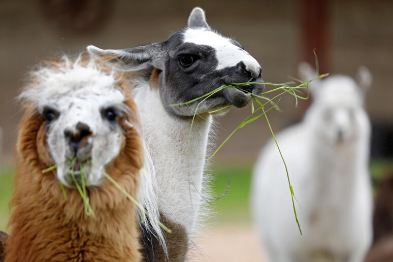 Negli alpaca scoperti anticorpi che neutralizzano il nuovo coronavirus - RIPRODUZIONE RISERVATA