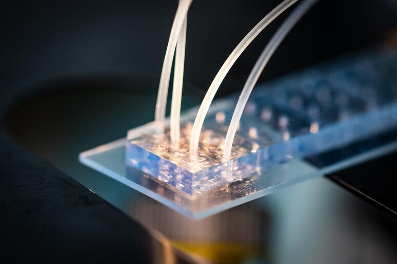 Ingrandimento di un chip nel quale sono incapsulate singole cellule, uno degli strumenti per la medicina del futuro su cui punta l 'Europa  (fonte: Felix Petermann, MDC) - RIPRODUZIONE RISERVATA