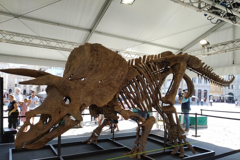 Lo scheletro del triceratopo Big John esposto a Trieste - RIPRODUZIONE RISERVATA