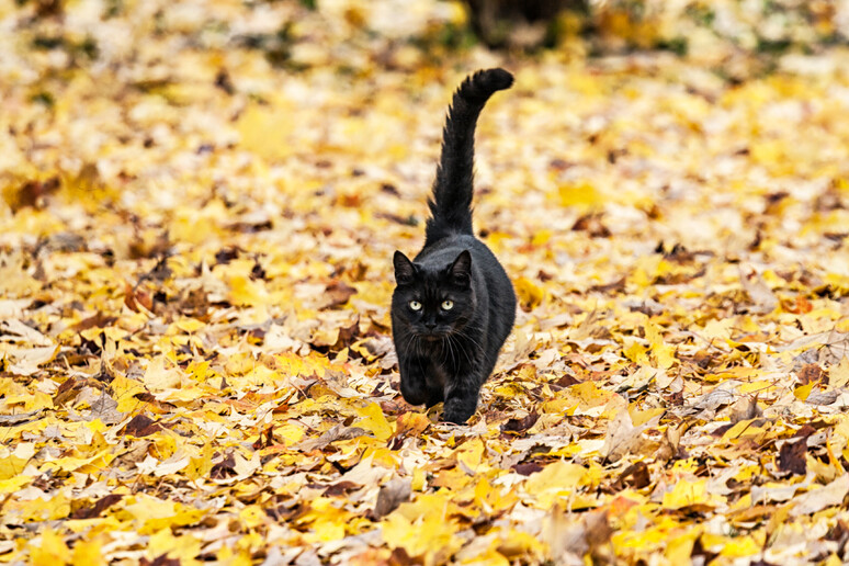 Gatto Nero portasfortuna, il pregiudizio bocciato dalla scienza - Pets 