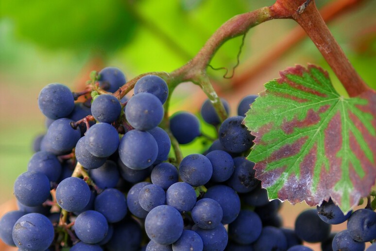 Dal Merlot al Pinot nero, i vini europei sono nati nel Caucaso (fonte: Pixabay) - RIPRODUZIONE RISERVATA