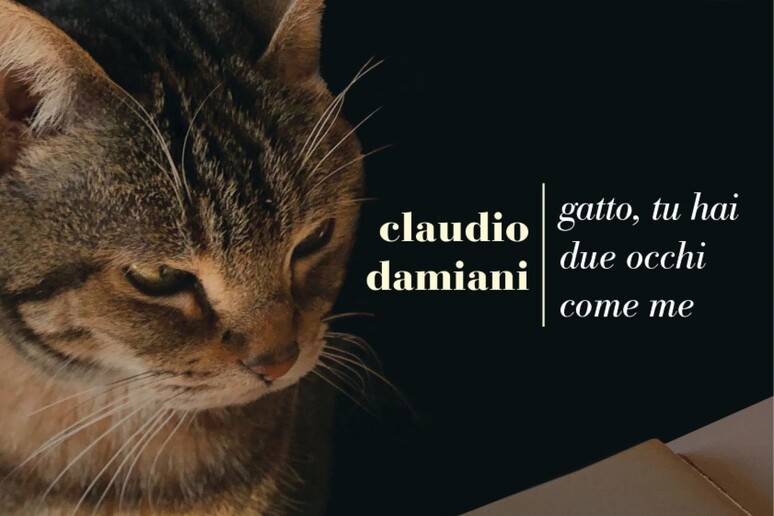 ANSA/ Libro del giorno: i gatti nelle poesie di Damiani - Libri - Poesia 