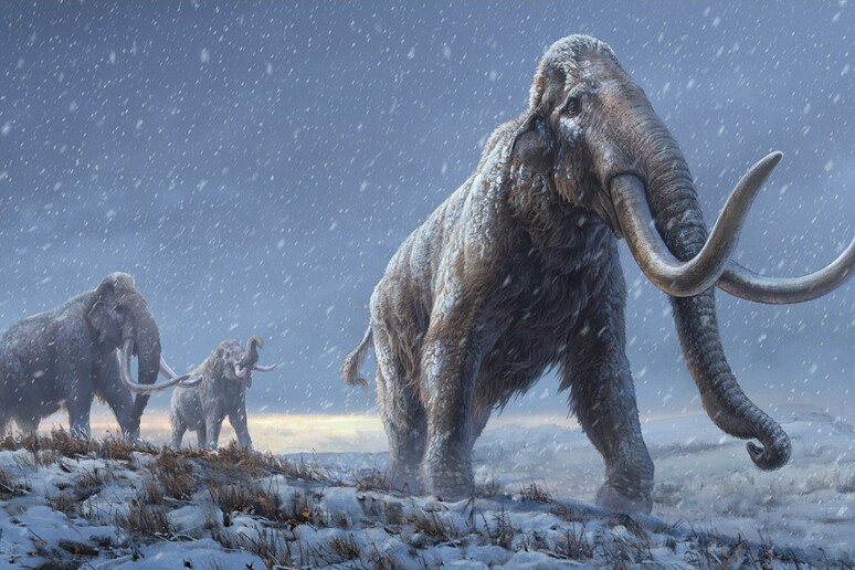 Ricostruzione dei mammut delle steppe, antenati di quelli lanosi (fonte: Beth Zaiken/CPG) - RIPRODUZIONE RISERVATA