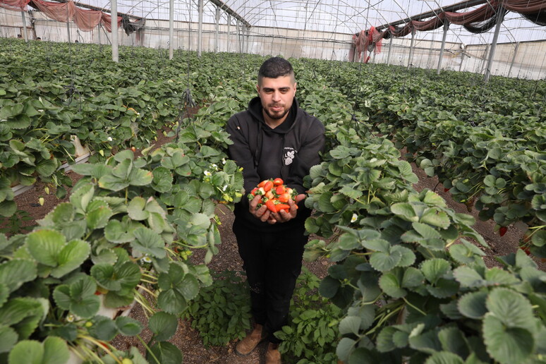 Giovani agricoltori, biotecnologie e digitale nel Dna © ANSA/EPA