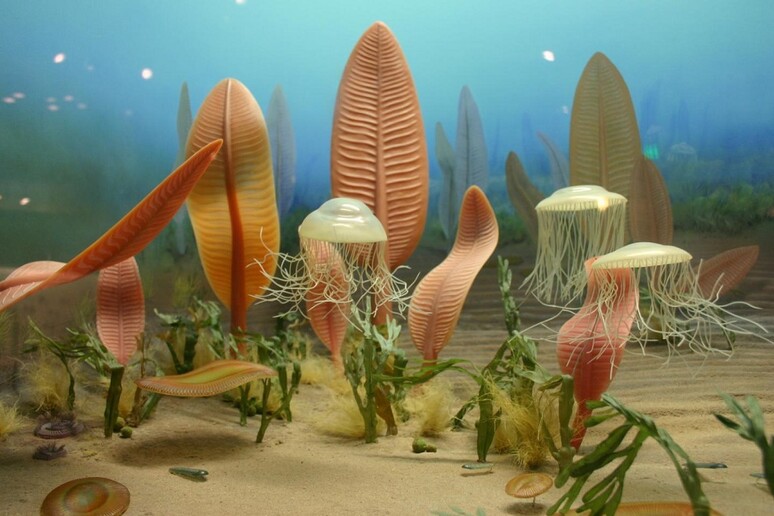 Ricostruzione di un ecosistema marino dell 'Ediacarano alla Smithsonian Institution (fonte: Ryan Somma) - RIPRODUZIONE RISERVATA