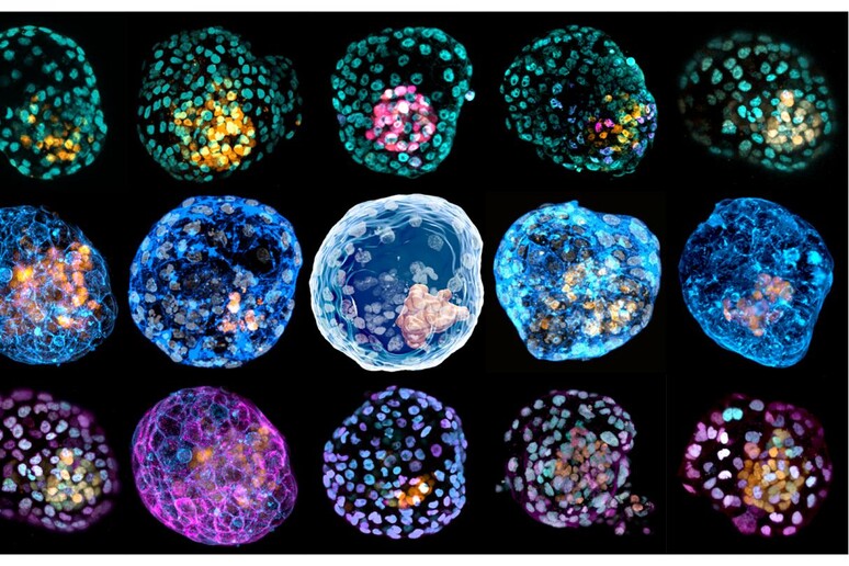 I simil-embrioni, con diverse colorazioni cellulari (fonte: Monash University) - RIPRODUZIONE RISERVATA