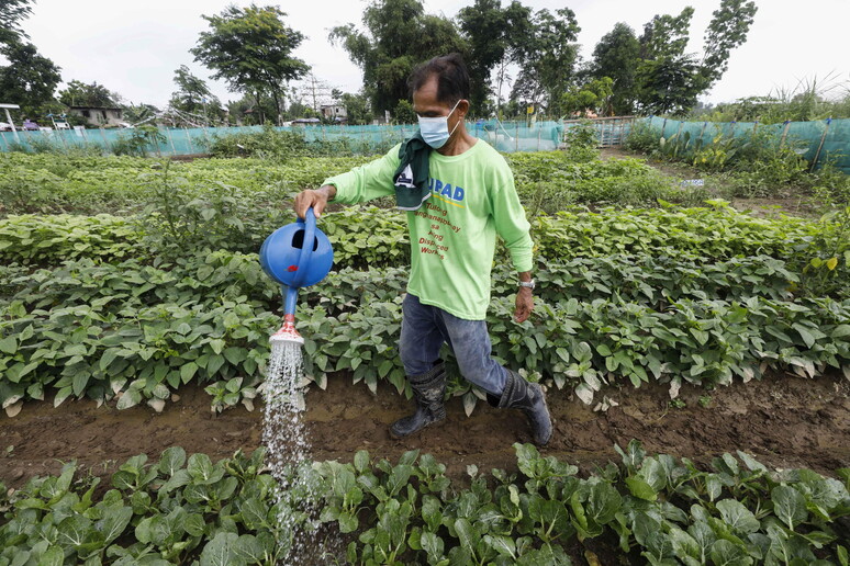 Piccoli agricoltori producono un terzo del cibo mondiale © ANSA/EPA