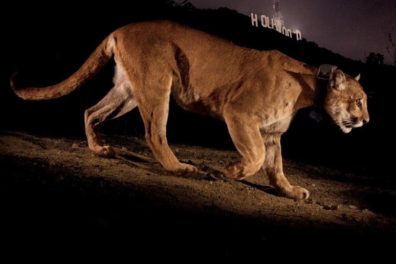 Fotografia, a Siena i Big cats di Steve Winter - RIPRODUZIONE RISERVATA