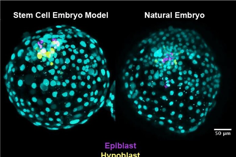 A sinistra l 'embrione ottenuto in laboratorio, a destra un embrione naturale (fonte: University of Exeter) - RIPRODUZIONE RISERVATA