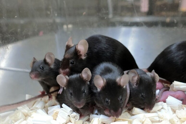 Alcuni dei topi nati da spermatozoi esposti ai raggi cosmici per sei anni (fonte: Teruhiko Wakayama, University of Yamanashi) - RIPRODUZIONE RISERVATA