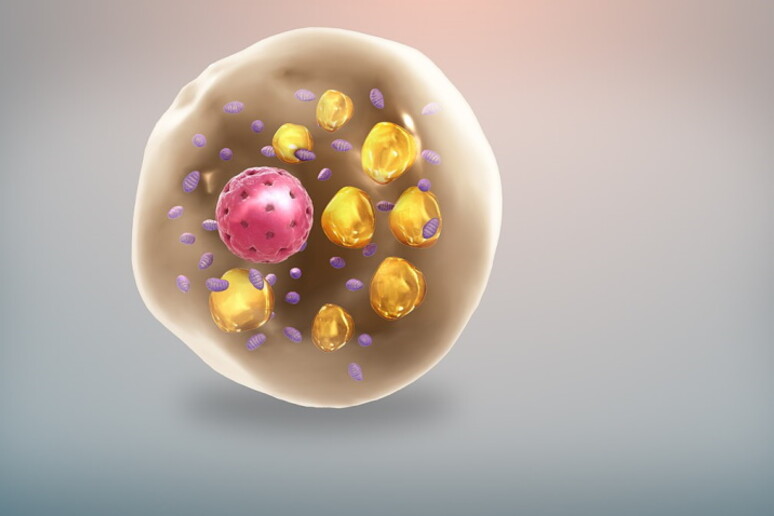 Rappresentazione artistica di una cellula adiposa (fonte: //www.scientificanimations.com/Wikipedia) - RIPRODUZIONE RISERVATA