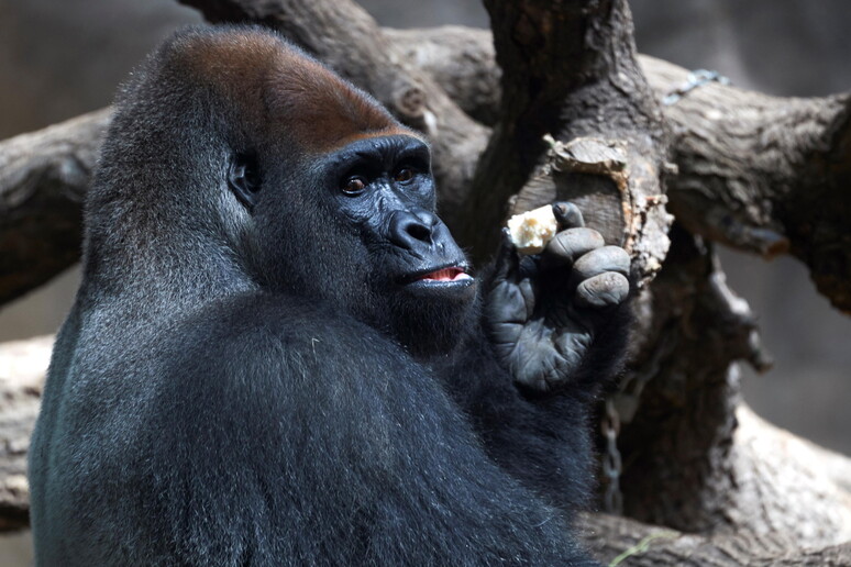 Gorilla © ANSA/EPA