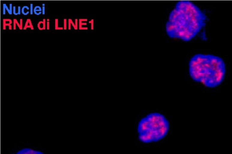 In blu i nuclei dei linfociti T, in rosso gli Rna trascritti dagli elementi ripetuti Line1 (fonte: Unimi) - RIPRODUZIONE RISERVATA