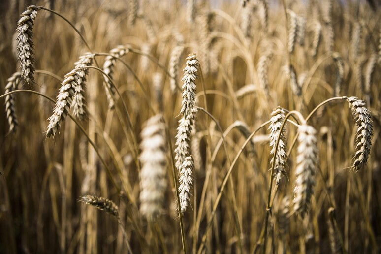 Ucraina: Coldiretti, volano i prezzi di grano e mais - RIPRODUZIONE RISERVATA