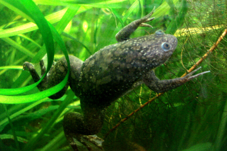 La rana della specie Xenopus laevis (fonte: P. Olivier) - RIPRODUZIONE RISERVATA