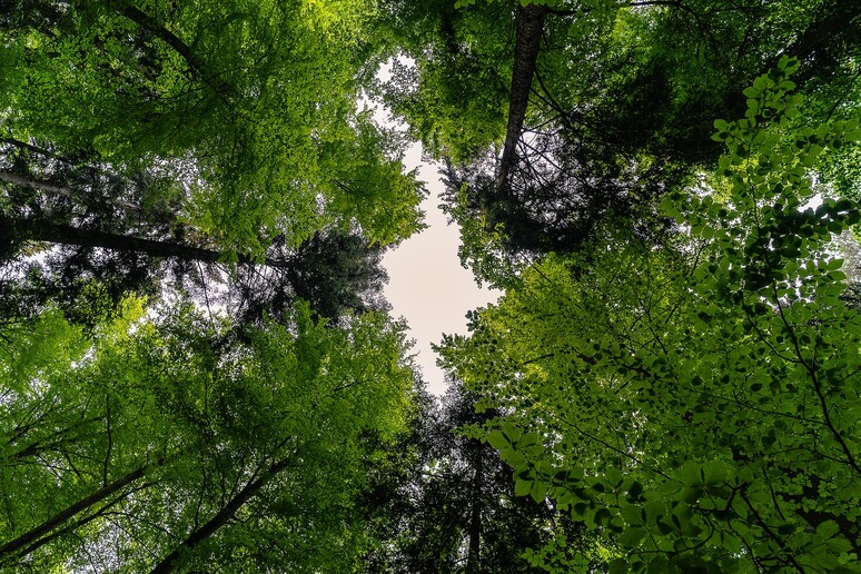Le specie di alberi presenti sulla Terra sono più numerose del previsto (fonte: Max Pixel) - RIPRODUZIONE RISERVATA