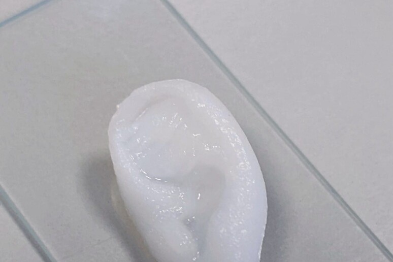Un orecchio stampato in 3D (fonte: Martina Marcotulli, Gianluca Cidonio/IIT) - RIPRODUZIONE RISERVATA
