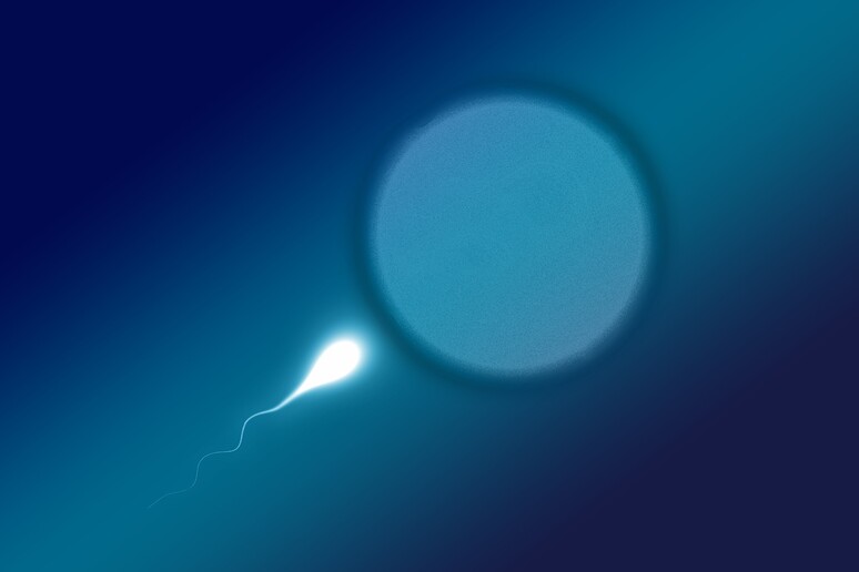 Il numero di spermatozoi contenuti nello sperma maschile si è dimezzato negli ultimi 40 anni in tutto il mondo (free via pixabay) - RIPRODUZIONE RISERVATA