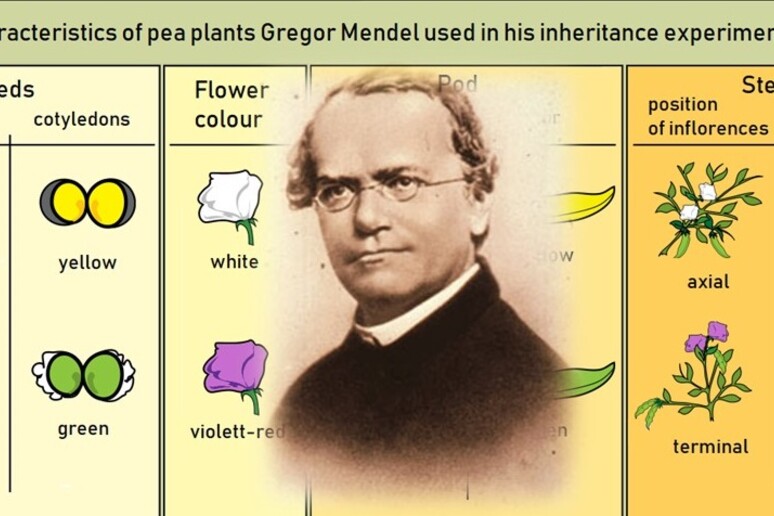 Al centro Gregor Mendel (fonte: Krithika nagaraj da Wikipedia) e sullo sfondo la rappresentazione grafica dei suoi esperimenti (fonte: LadyofHats, reworked by Sciencia58, da Wikipedia) - RIPRODUZIONE RISERVATA