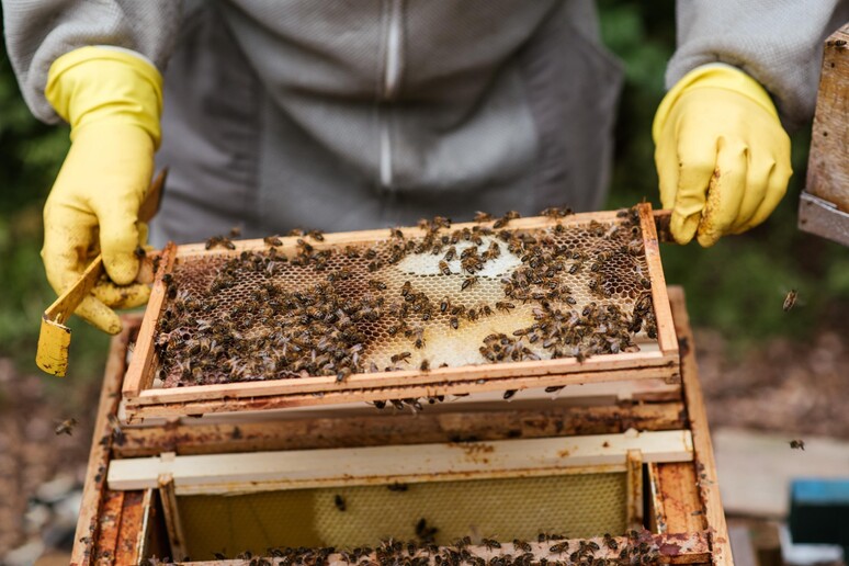 Con il caldo eccessivo,  'miele sardo e api a rischio ' - RIPRODUZIONE RISERVATA