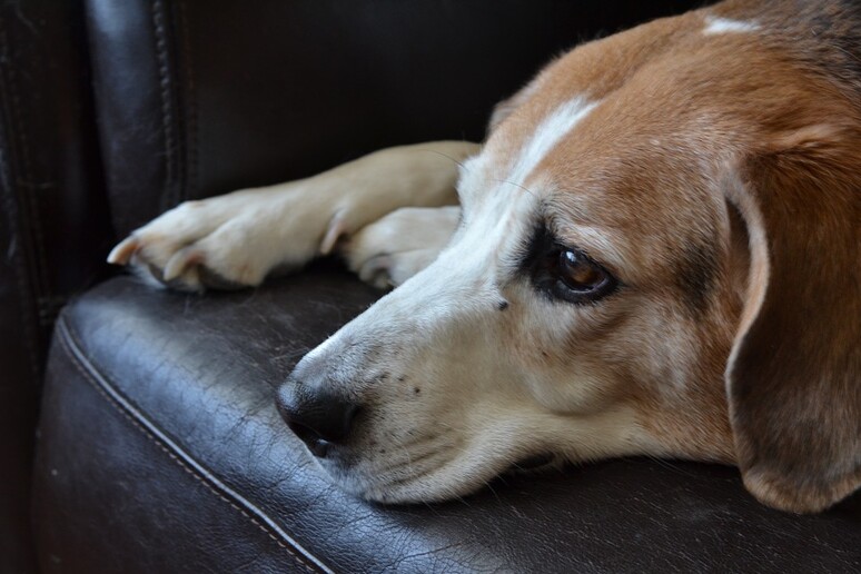 I cani soffrono per la scomparsa di un loro simile con cui convivono (fonte: Pixabay) - RIPRODUZIONE RISERVATA
