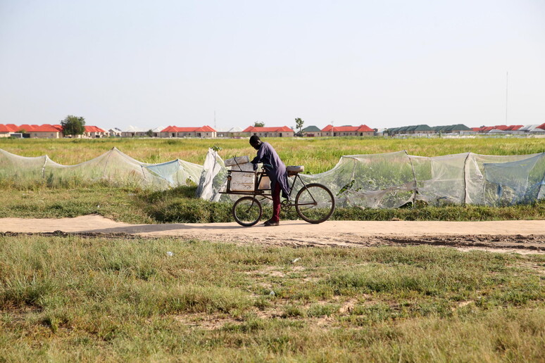 Un campo nigeriano in una foto di archivio © ANSA/EPA