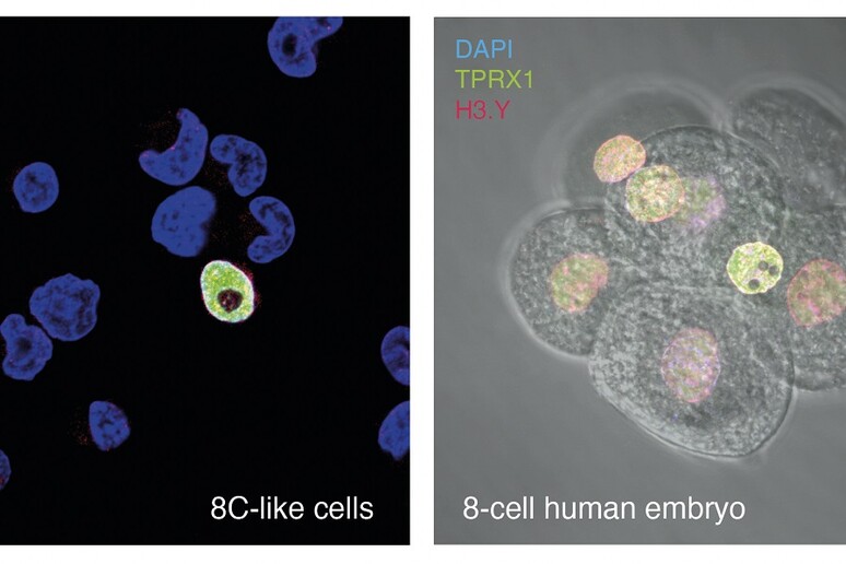 Le cellule staminali 8CLC a confronto con lo zigote a 8 cellule (fonte: J Taubenschmid-Stowers e F Santos del Babraham Institute, J Nichols della Cambridge University) - RIPRODUZIONE RISERVATA