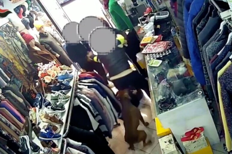 Rapinano negozio minacciando con pitbull,  'soldi o ti azzanna ' - RIPRODUZIONE RISERVATA