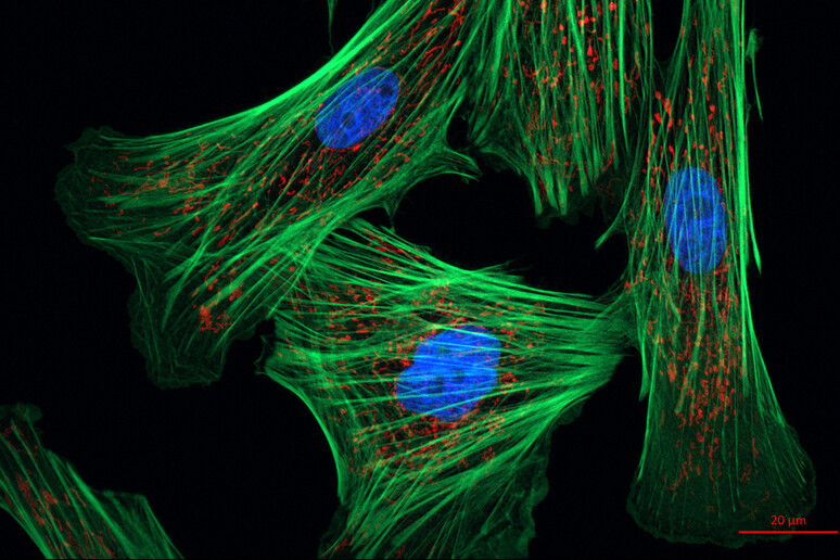 Fibroblasti, cellule progenitrici della pelle (fonte: Zeiss Microscopy) - RIPRODUZIONE RISERVATA