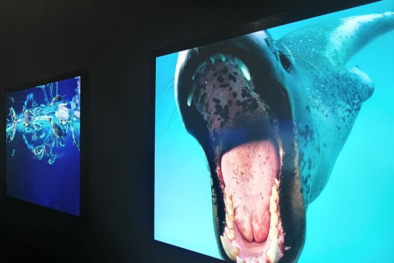Alcune foto della mostra  'Oceani ' (fonte: National Geographic – Palazzo blu) - RIPRODUZIONE RISERVATA