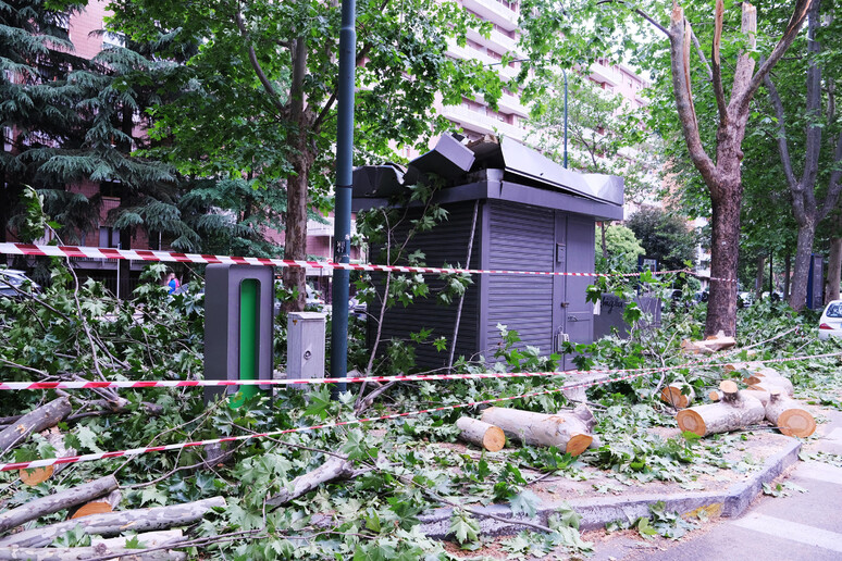 Maltempo: caduta albero a Torino - RIPRODUZIONE RISERVATA