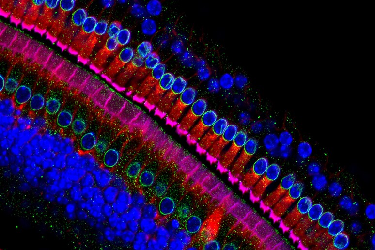 Cellule dell 'orecchio interno (fonte: H. Horn, B. Burke e C, Stewart, Institute of Medical Biology, Agency for Science, Technology, and Research, Singapore. Life: Magnified, ASCB e NIGMS) - RIPRODUZIONE RISERVATA