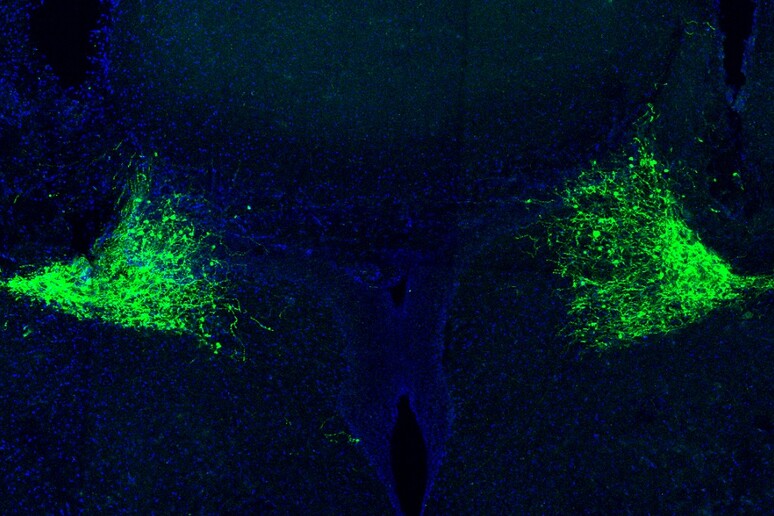 In verde i neuroni che producono noradrenalina nei due nuclei del locus coeruleus posti in ciascun emisfero del cervello (fonte: Gabi Drummond - RIPRODUZIONE RISERVATA
