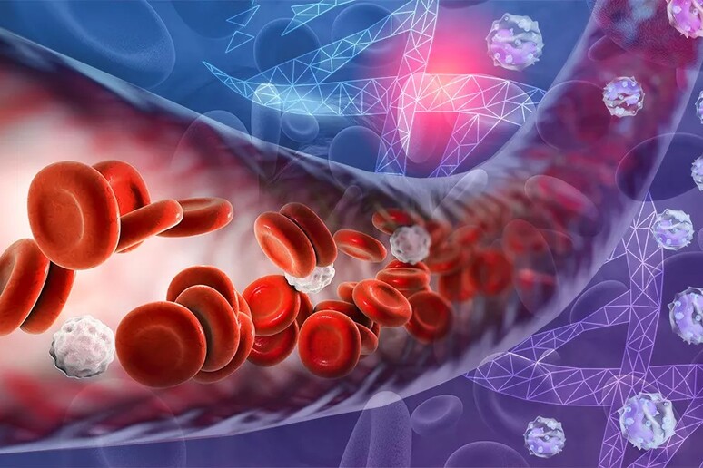 La produzione di cellule del sangue cambia con l 'età (fonte: Karen Arnott/EMBL) - RIPRODUZIONE RISERVATA