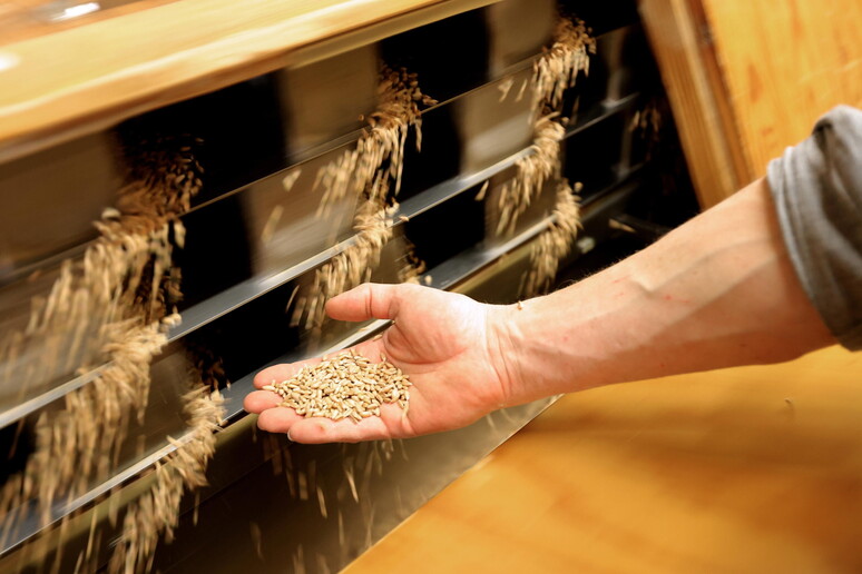 Controllo del grano © ANSA/EPA
