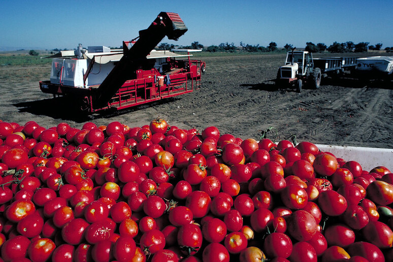 Il cambiamento climatico mette a rischio la produzione di pomodori da industria (fonte: USDA) - RIPRODUZIONE RISERVATA