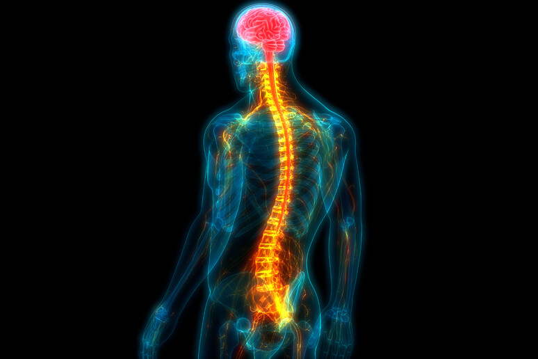 Un farmaco sperimentale anticancro ha dimostrato di poter anche accelerare la riparazione dei nervi in seguito a lesioni spinali (Fonte: magicmine) - RIPRODUZIONE RISERVATA