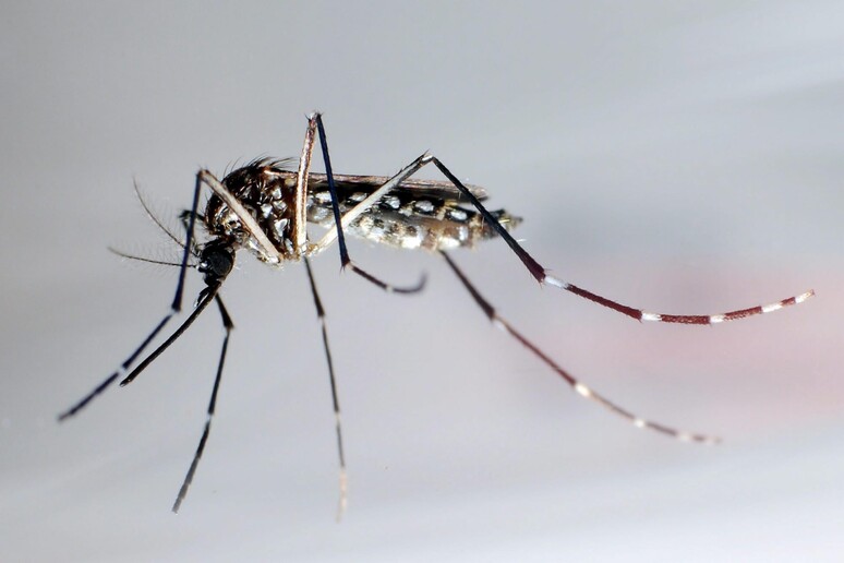 Una zanzara © ANSA/EPA