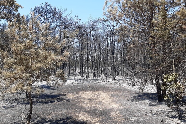 Quel che resta del tratto della pineta di Bibione bruciato dall 'incendio del 15 luglio - RIPRODUZIONE RISERVATA
