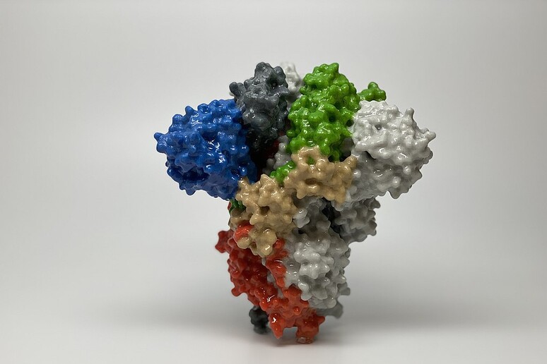 Modello in 3D della proteina Spike di Sars-CoV-2 (Fonte: National Institute of Allergy and Infectious Diseases (NIAID), via wikimedia commons) - RIPRODUZIONE RISERVATA