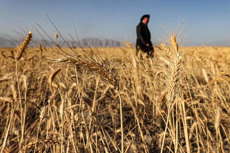 Siccit?: Ismea, raccolto grano duro giù del 16% © ANSA/AFP