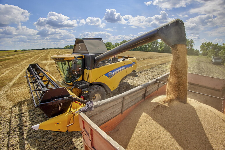 Un campo di grano vicino a Kharkiv © ANSA/EPA