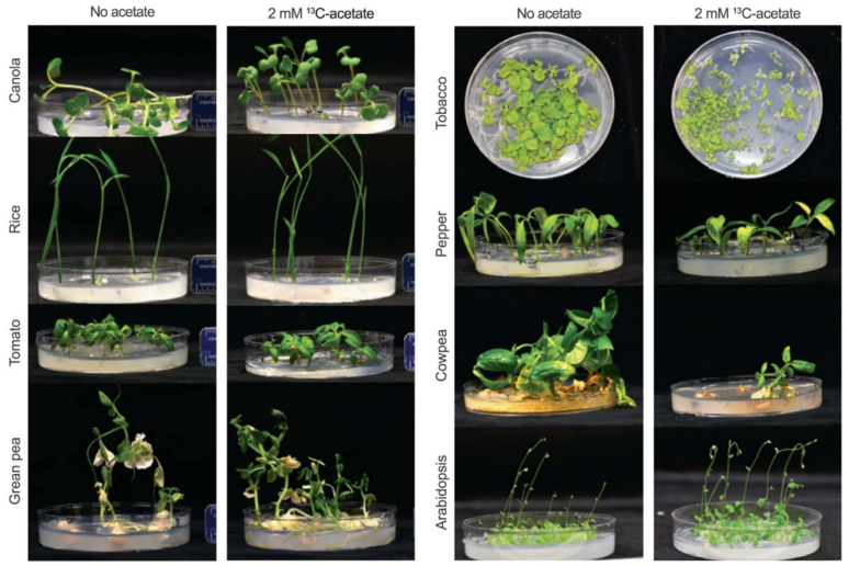 Confronto tra piante coltivate in laboratorio con e senza l 'acetato prodotto grazie alla fotosintesi artificiale (fonte: Hann et al, Nature Food, 2022) - RIPRODUZIONE RISERVATA