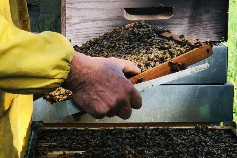 Settimana del miele a Montalcino,  'produzione molto positiva ' - RIPRODUZIONE RISERVATA