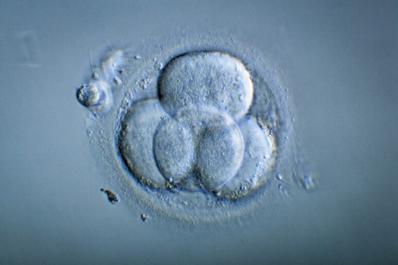 'Ottenuti embrioni umani sintetici con cellule staminali ' Credit: Pascal Goetgheluck /Science Photo Library - RIPRODUZIONE RISERVATA
