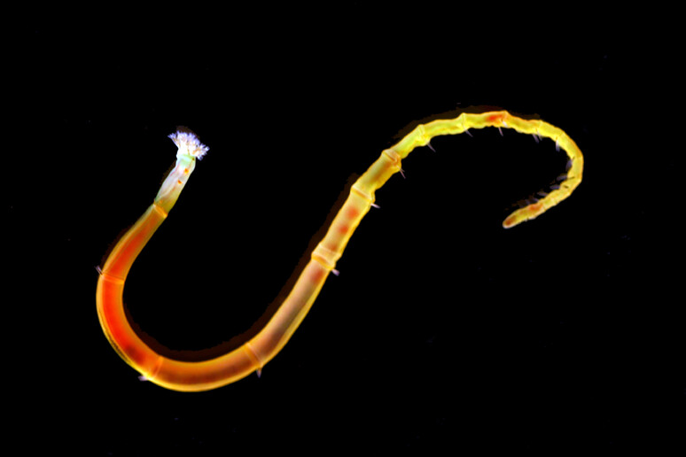 Per risolvere il mistero, i ricercatori hanno decodificato il Dna in tre specie di vermi marini invertebrati (fonte: Chema Martin) - RIPRODUZIONE RISERVATA