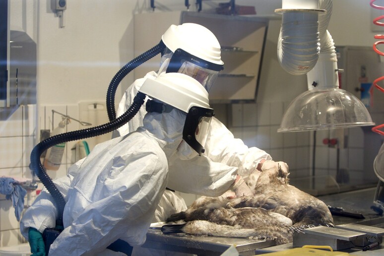 Francia inizia vaccinazione delle anatre contro influenza aviaria - RIPRODUZIONE RISERVATA