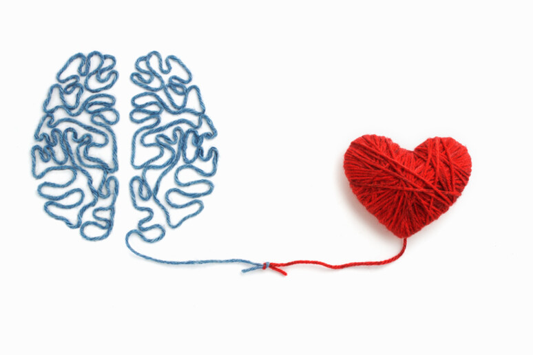 Cervello, cuore e reni: una proteina li unisce come un filo rosso - RIPRODUZIONE RISERVATA